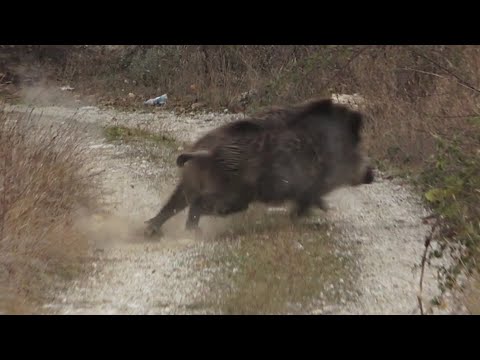 Видео: Лучшие охоты на кабана сезона 2023-2024 (с субтитрами)