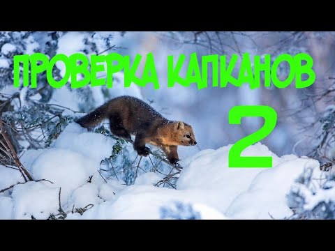 Видео: Вторая проверка капканов на куницу.