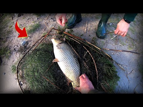 Видео: Несподівано почали клювати дикі Машки!