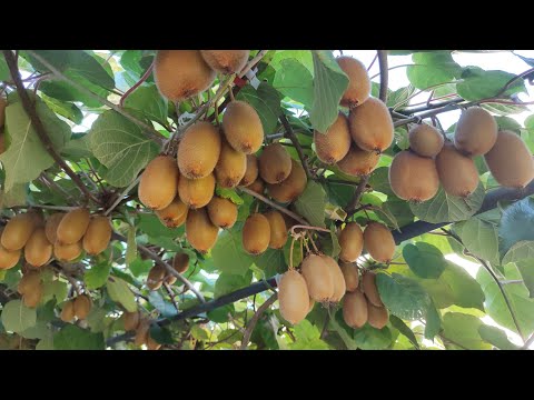 Видео: Ківі: збір урожаю 