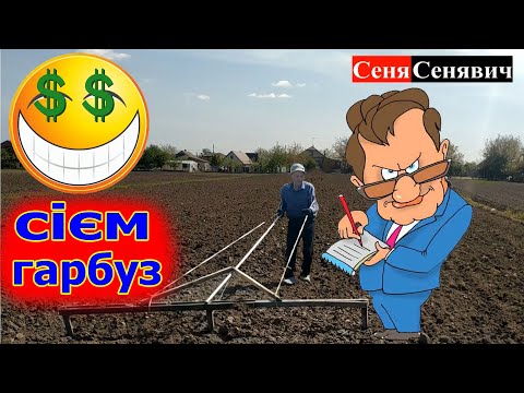 Видео: Садим гарбуз вручну у 2024 році, міжрядка, рядка, норма висіву... та вже думаєм про гарбузову сіялку