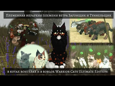 Видео: Племенная иерархия племени ветра Загонщик и Туннельщик в котах воителях!