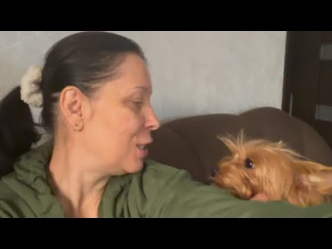 Видео: Йорки, Зубная Тема… Стало жалко,занесла в дом.