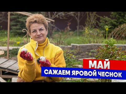 Видео: Правила посадки ярового чеснока