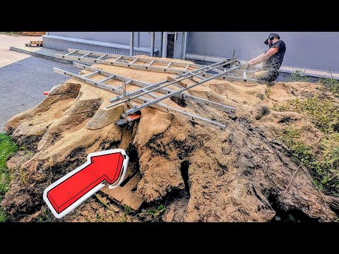 Видео: Шокирующая находка в древнем дубовом пне!