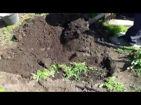 Видео: Посадка малины корневыми отпрысками