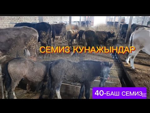 Видео: 40-БАШ СЕМИЗ КУНАЖЫНДАР ЖАНА 1,5-ЖАШТЫК ТАЙЛАР САТЫЛАТ ЭТКЕ ЧҮЙ ОБЛУСУ СОКУЛУК РАЙОНУ СТУДЕНЧЕСКОЕ 