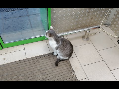 Видео: Бездомная мамочка . Ася.