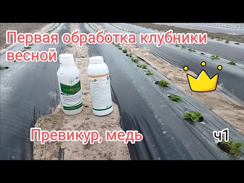 Видео: Первая обработка клубники весной, превикур Энерджи , медян экстра