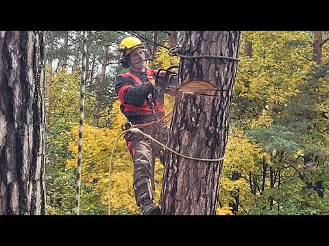 Видео: STIHL MS 261 CM брать или нет!