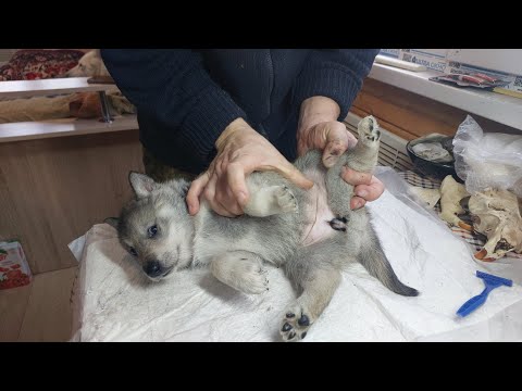 Видео: Клеймение щенков лзс