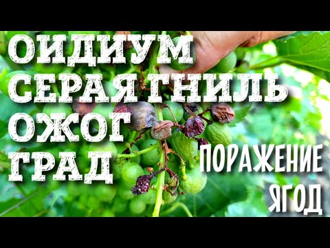Видео: КАКИЕ БОЛЕЗНИ МОГУТ УНИЧТОЖИТЬ УРОЖАЙ. КАК РАСПОЗНАТЬ ИХ.ОИДИУМ, СЕРАЯ ГНИЛЬ, ТРИПСЫ, СОЛНЕЧНЫЙ ОЖОГ