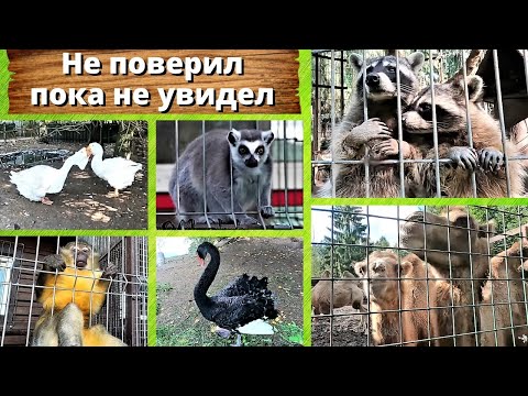 Видео: Безумный зоопарк. Не поверил, пока не увидел.