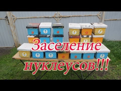 Видео: ЗАСЕЛЕНИЕ НУКЛЕУСОВ.ТРЯСЁМ ПЧЁЛ С ПЧЕЛИНЫХ СЕМЕЙ.🔥🔥🔥