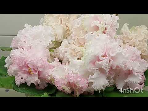 Видео: 24.12.2023/НОВИНКИ/Выставка фиалок в декабре 2023 в Доме фиалок#выставка#фиалки#домфиалок#