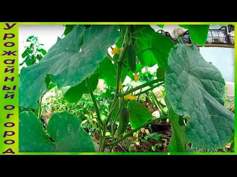 Видео: ВЫРАЩИВАНИЕ ОГУРЦОВ В МЕШКАХ!ПЕРВЫЙ УРОЖАЙ И ФОРМИРОВКА!