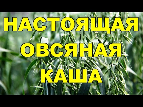 Видео: ОВСЯНАЯ КАША