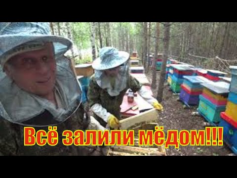 Видео: ПЧЁЛЫ БАКФАСТ ВСЕ ЗАЛИЛИ РАМКИ С МЁДОМ, НЕ УСПЕВАЕМ ОТБИРАТЬ МЁД