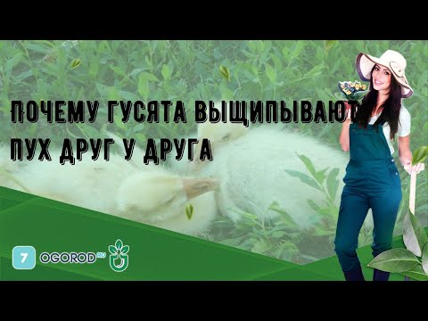 Видео: Почему гусята выщипывают пух друг у друга