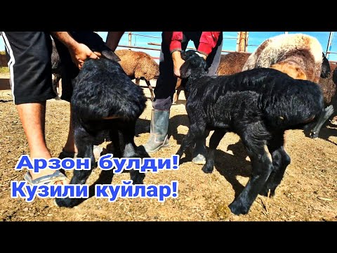 Видео: Кузили куйлар арзон булди! 949371248☎️