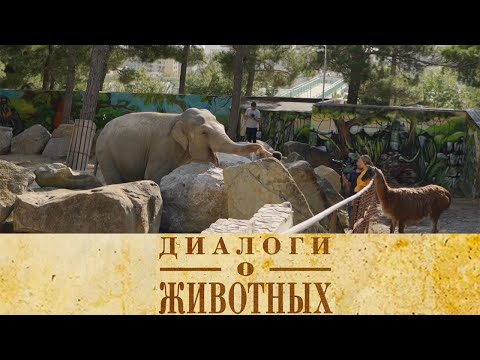 Видео: Сафари Парк в Геленджике. 1-я серия / Диалоги о животных @SMOTRIM_KULTURA