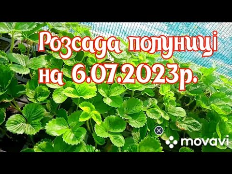 Видео: 6.07.2023р/ Розсада полуниці для відправки замовнику готова@Клубніка Волині