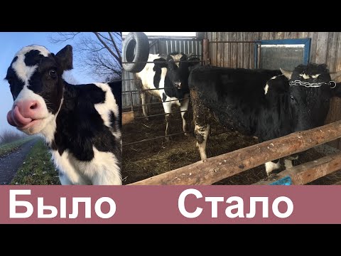 Видео: Чем кормили быков в 2021 году. Самодельная рубка для овощей. Рацион бычков. Ильгиз Шамратов.