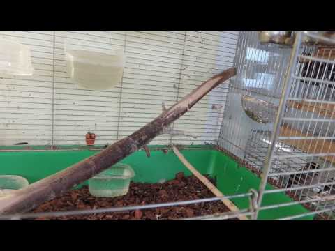 Видео: РАЗВЕДЕНИЕ ЩЕГЛОВ