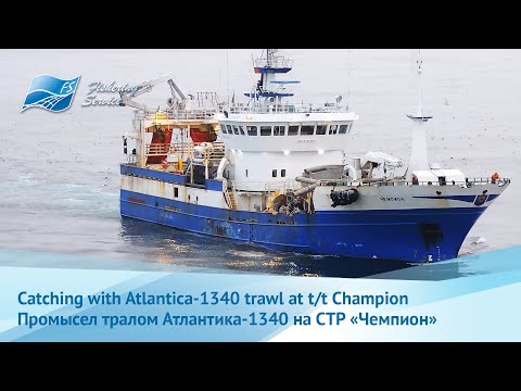 Видео: Herring fishing aboard of RSW-trawler Champion - Промысел сельди на борту СТР Чемпион
