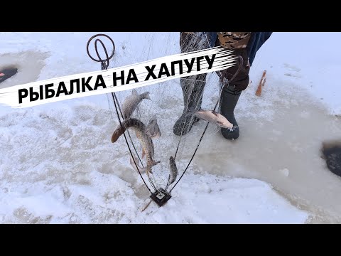 Видео: РЫБАЛКА НА ХАПУГУ ХЛОПОК