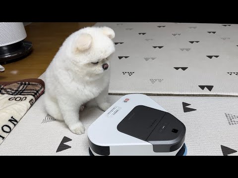 Видео: Собака, которая не может ездить на роботе-пылесосе из-за лишнего веса