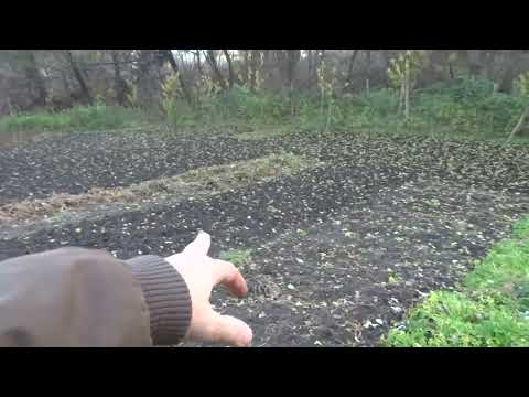 Видео: Митрофановича на огороде.