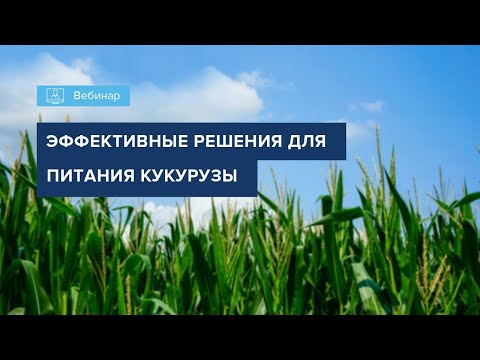 Видео: ВЕБИНАР "ОСОБЕННОСТИ МИНЕРАЛЬНОГО ПИТАНИЯ КУКУРУЗЫ"