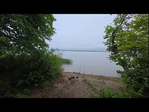 Видео: Рыбалка на Печенегах 2025 ! Приключения в Черном Лесу ! Подлещик  на пружину !
