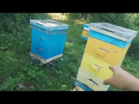 Видео: Третьи корпуса. Рут система.