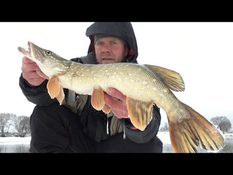 Видео: ЗИМНИЙ СПИННИНГ, МОСКВА-РЕКА! Рыбалка зимой на спиннинг, джиг! ЩУКА, СУДАК, ЛЕЩЬ НА ДЖИГ!