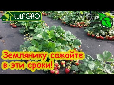 Видео: ЛУЧШИЕ СРОКИ ПОСАДКИ ЗЕМЛЯНИКИ САДОВОЙ / КЛУБНИКИ. Посадите в эти сроки - будете сразу с урожаем!