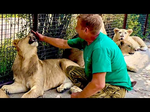 Видео: И снова ЧУДО! Вот так Олег Зубков приручает очередного НЕ КОНТАКТНОГО ЛЬВА!