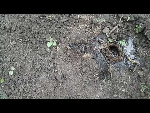 Видео: охота на тарантула. 1 серия.