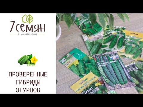 Видео: САМЫЕ УРОЖАЙНЫЕ ОГУРЦЫ, СМЕЛО САЖАЙТЕ!