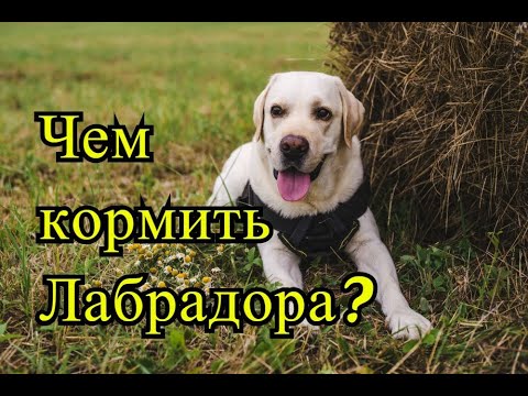 Видео: Чем и как кормить лабрадора?