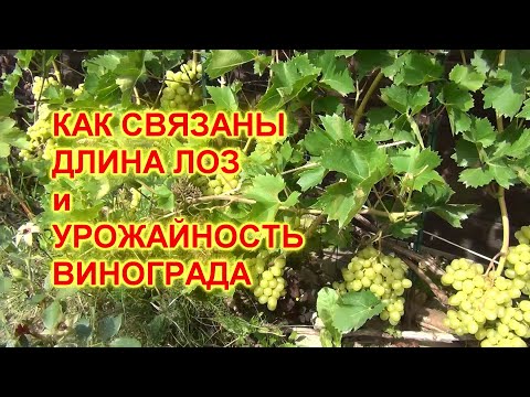 Видео: Как связаны длина лоз и урожайность винограда