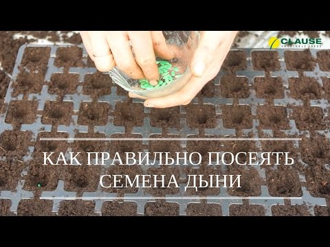 Видео: ТЕХНОЛОГИЯ ПОСЕВА ДЫНИ | ПОСЕВ ДЫНИ МАЗИН F1