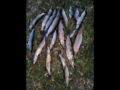 Видео: Рыбалка на реке Еты-Пур. Щука и язь на спиннинг.