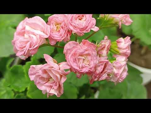 Видео: Небольшой обзорчик!