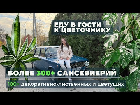 Видео: Еду в ГОСТИ к цветочнику. Более 300 СОРТОВЫХ САНСИВИЕРИЙ и более 100 ДЕКОРАТИВНО-ЛИСТВЕННЫХ дома!