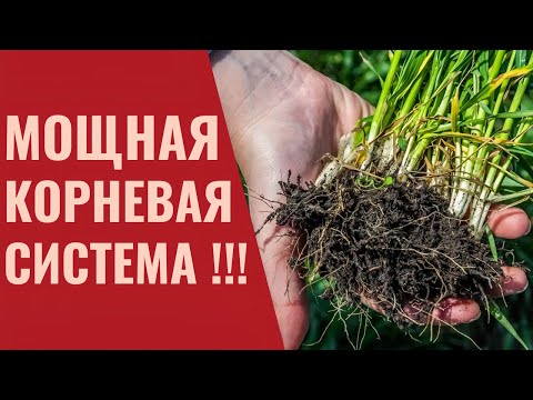 Видео: Что влияет на рост корней?