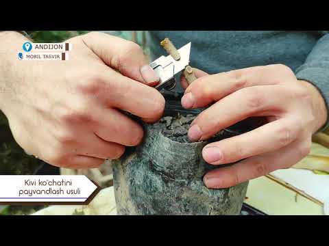 Видео: Киви кўчатини пайванд қилиш усуллари👍