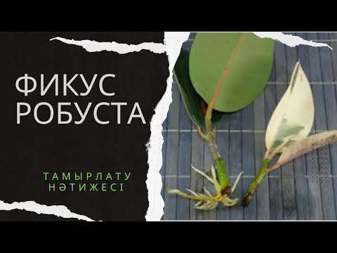 Видео: Фикус гүлінің тамырлау нәтижесі және оны гаршокқа отырғызу.