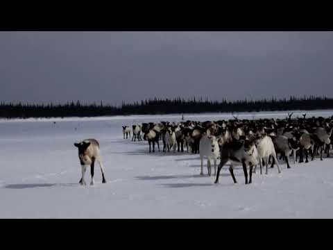 Видео: Полярный Урал_Лыжный поход